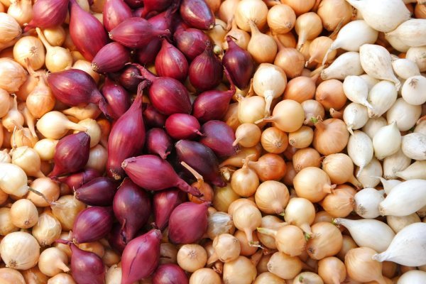 Кракен сайт ссылка тор браузере