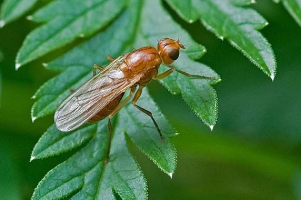 Ссылки кракен 2024