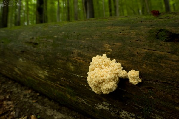 Как зайти на кракен в тор браузере